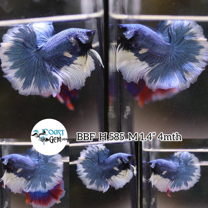 N/W(BBF-A585) Blue Fancy Butterfly Halfmoon Male Betta