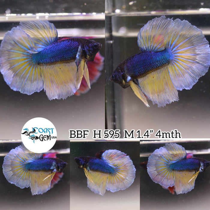 (BBF-A595) Blue Mustard Butterfly Halfmoon Male Betta