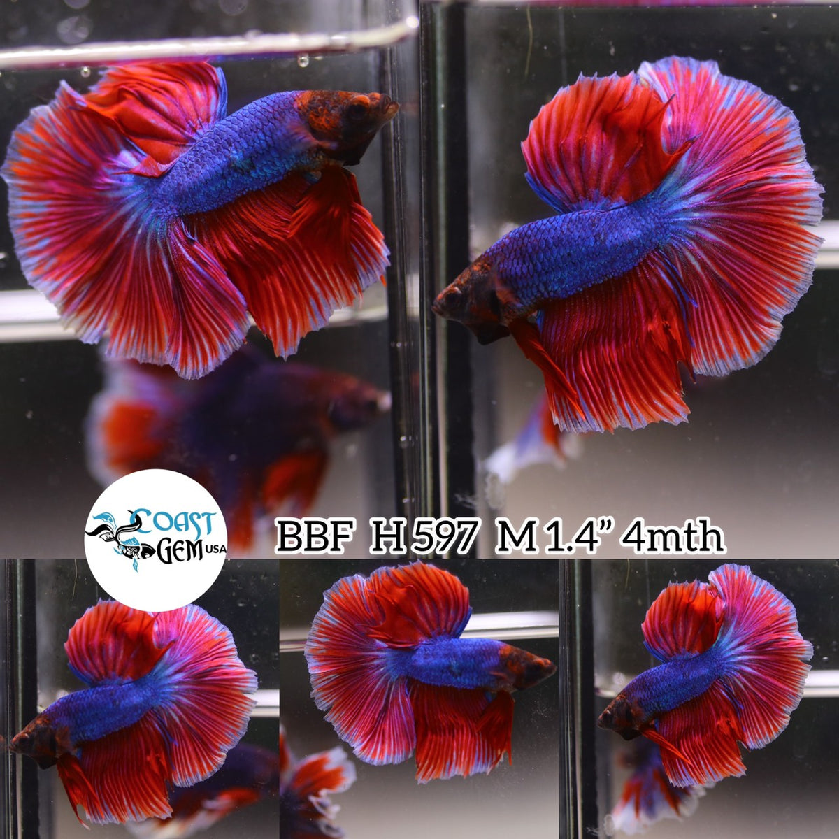 Betta Fish for Sale | Plakat Bettas | Fighting Fish | HMPK Betta ...