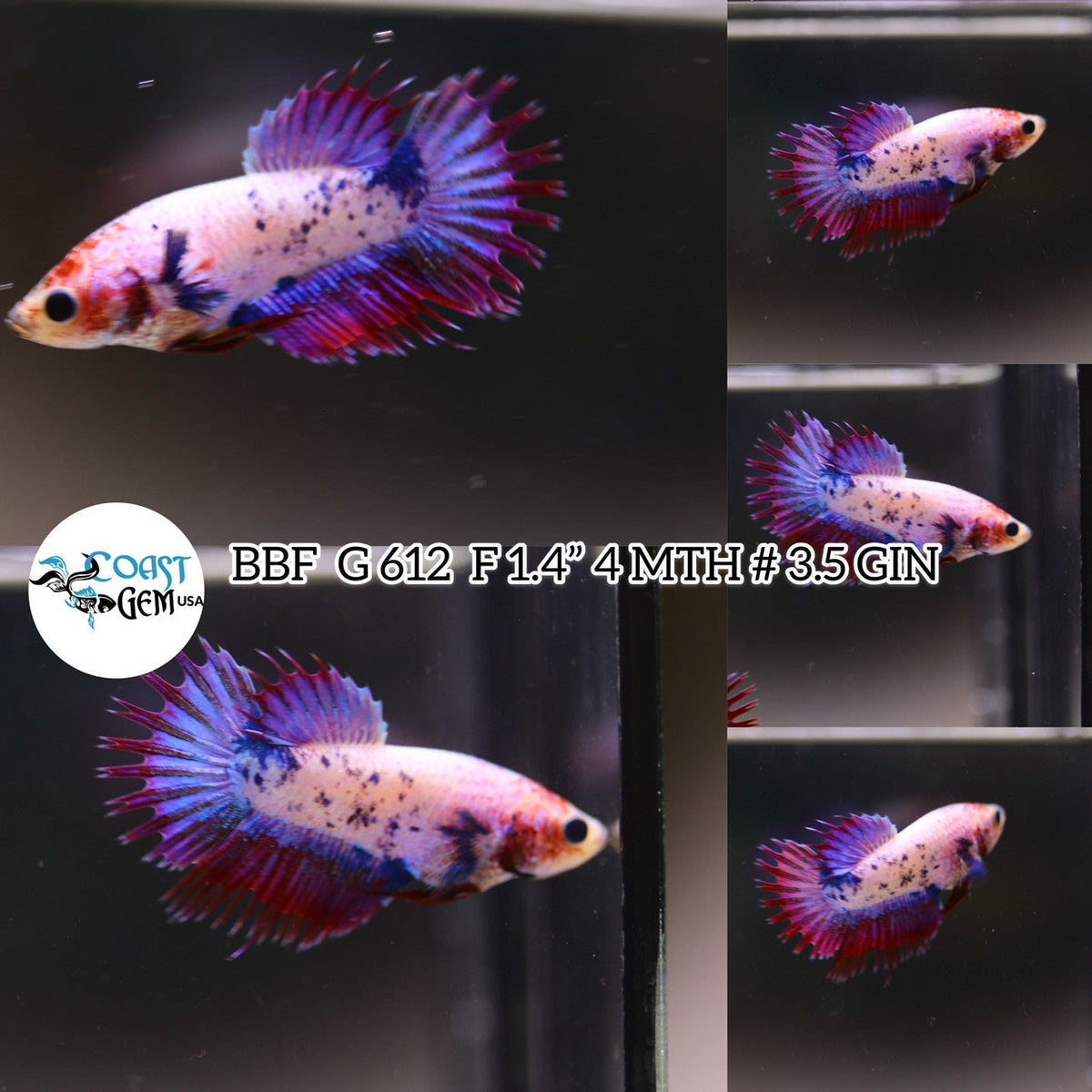 Betta Fish for Sale | Plakat Bettas | Fighting Fish | HMPK Betta ...