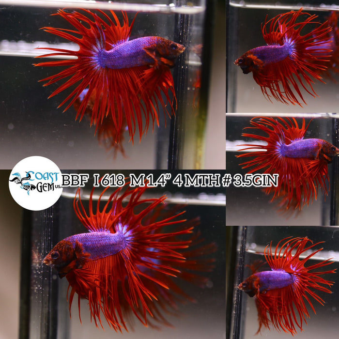 (BBF-A618)x Red Fancy Crown Tail Male Betta