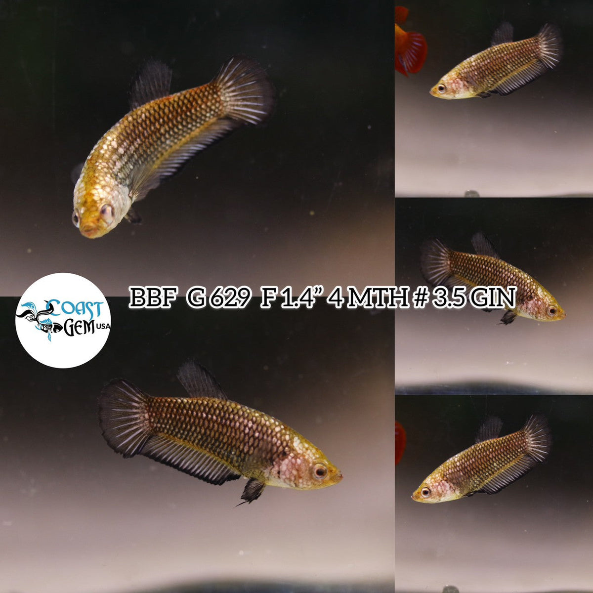 Betta Fish for Sale | Plakat Bettas | Fighting Fish | HMPK Betta ...