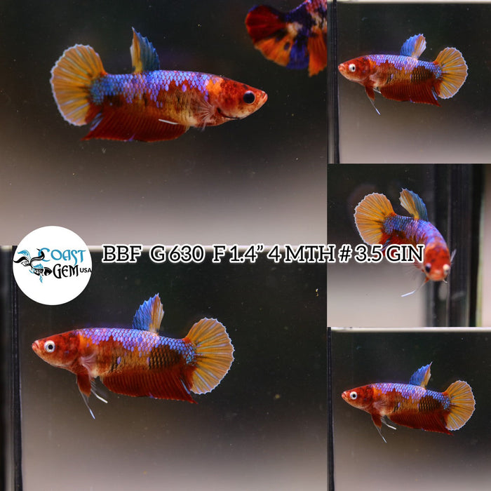 (BBF-A630)x Nemo Galaxy Plakat Female Betta