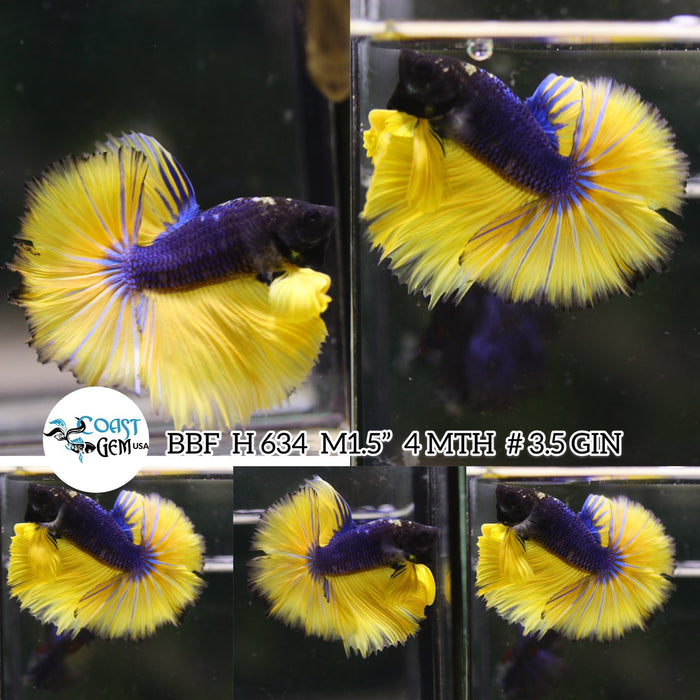 (BBF-A634) Blue Mustard Fancy Halfmoon Male Betta