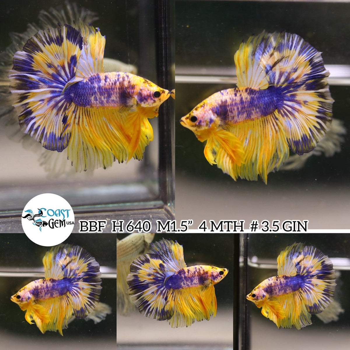 Betta Fish for Sale | Plakat Bettas | Fighting Fish | HMPK Betta ...