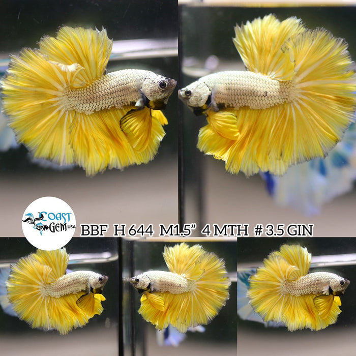 x(BBF-A644) Yellow Dragon Halfmoon Male Betta