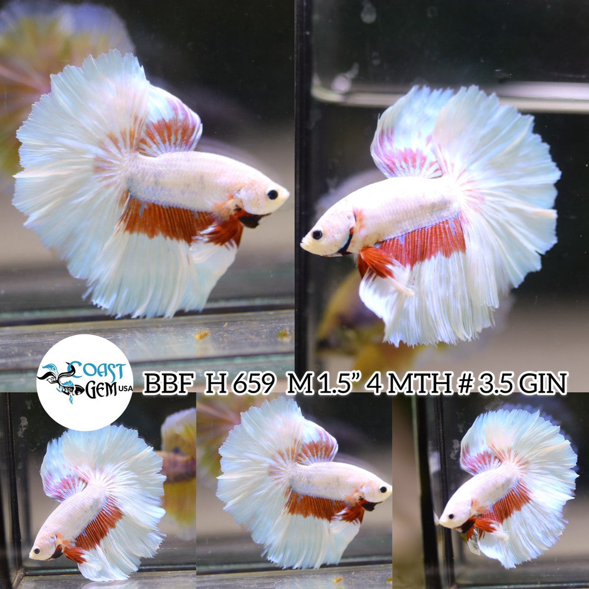 Betta Fish for Sale | Plakat Bettas | Fighting Fish | HMPK Betta ...