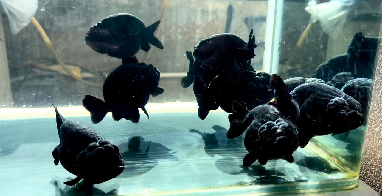 (CGF-086) Our Choice Thai Hybrid Ranchu Big Structure/Giant TVR Special Super Black Grow up to Over 6'' BODY