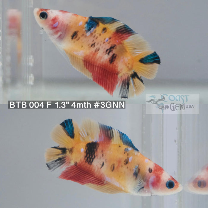 S151 Betta Male Nemo Galaxy Fancy Double Tail Plakat (BTB -004) What you see is what you get!