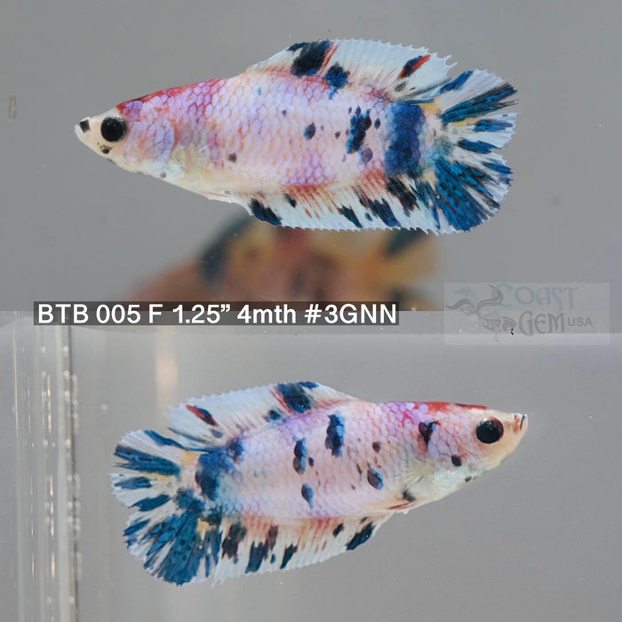 Betta Female Fancy Marble Double Tail Plakat (BTB -005) What you see is what you get!