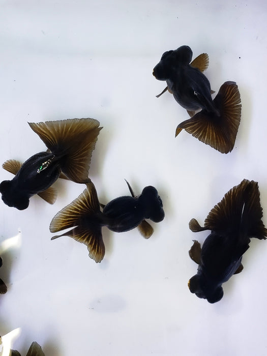 High Quality Goldfish  Black Butterfly Telescope Moor for sale — Coast Gem  USA