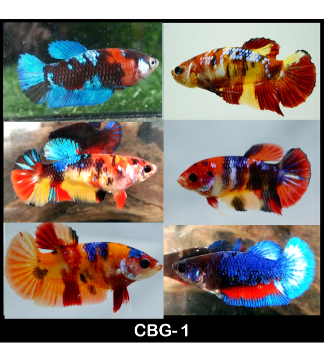 Live Freshwater Betta Female Mixed Plakat Koi, Nemo, Candy, Galaxy Buy 4 Get 1 Free $60,  Buy 1 for $15 (CBG-001)