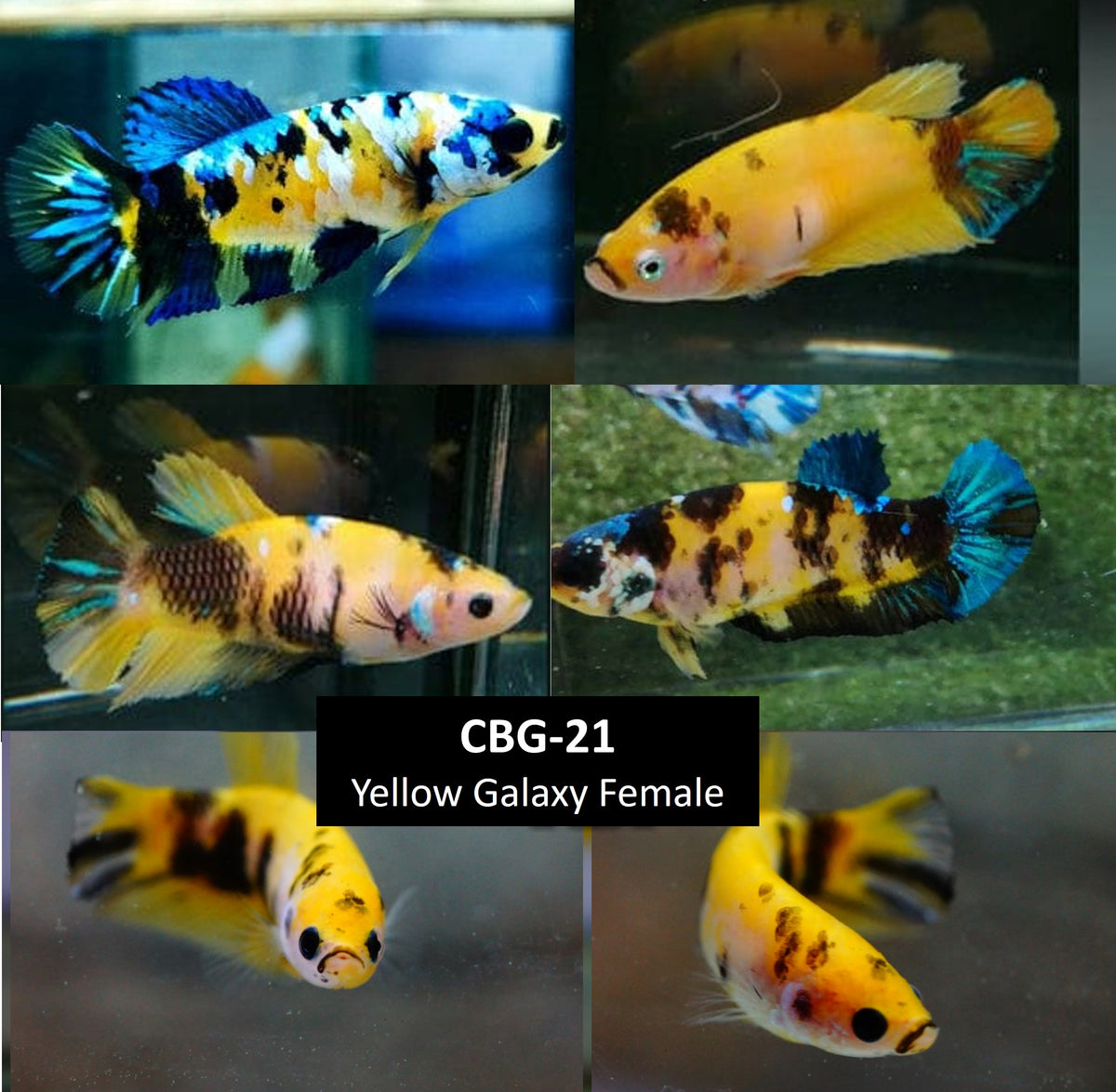 Yellow best sale female betta