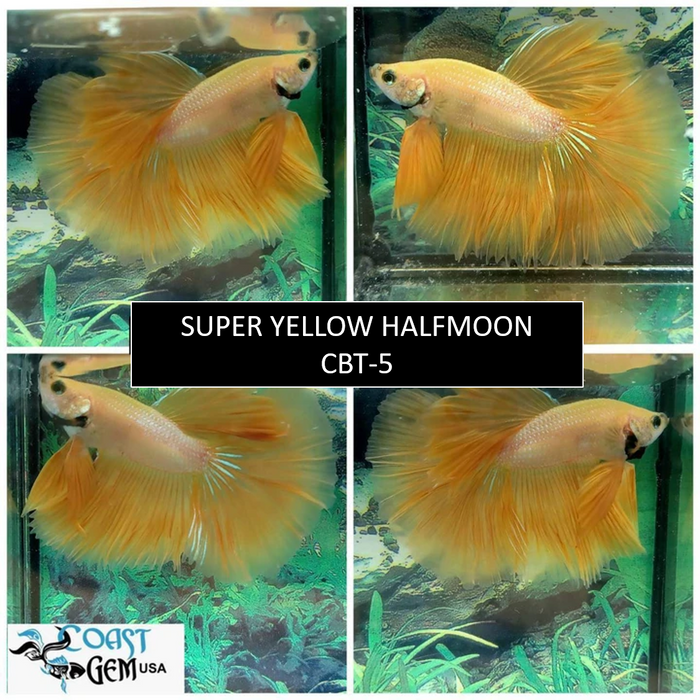 (CBM-044)* Super Yellow Halfmoon Male Betta