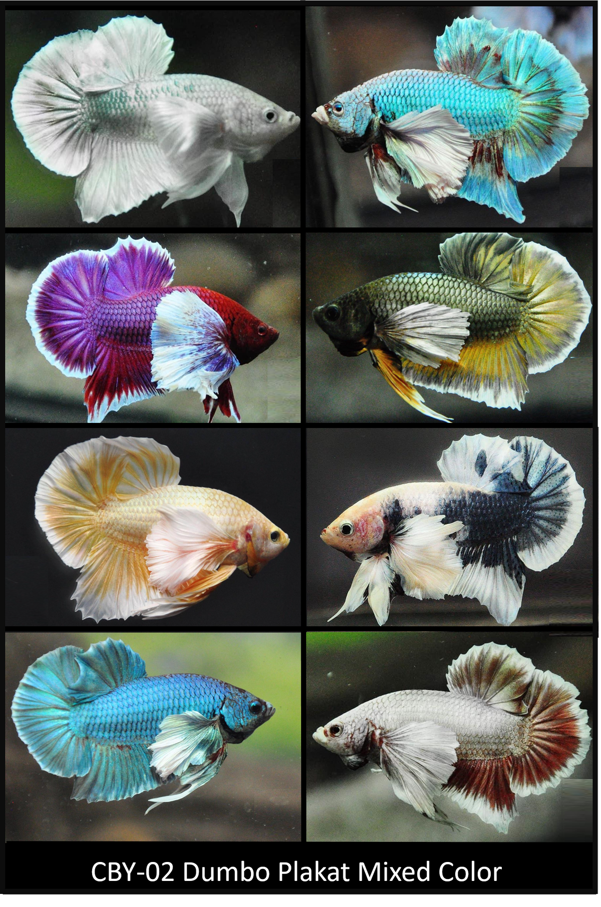 Betta sales dumbo female