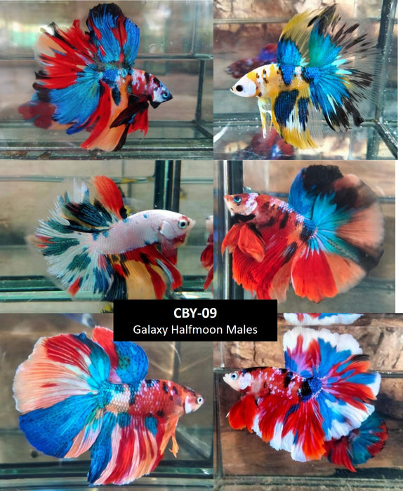 Live Freshwater Aquarium Premium Galaxy Nemo, Koi, Candy Halfmoon Mix Male Betta (CBM-009) Our Choice