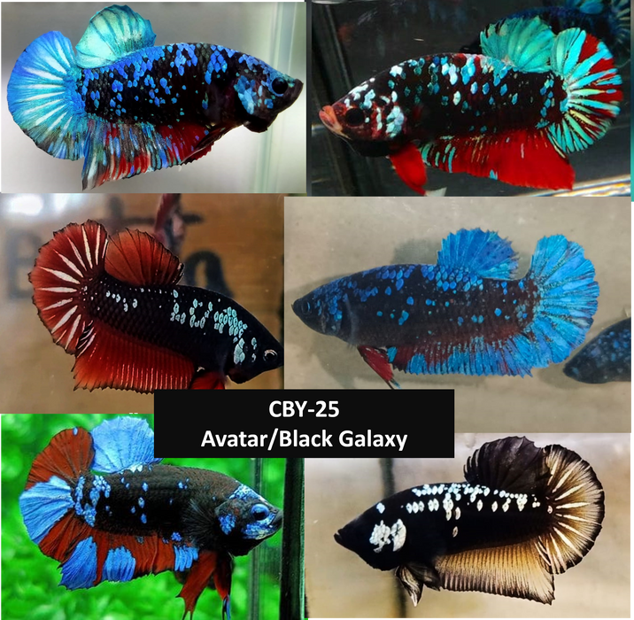 Galaxy betta hot sale fish