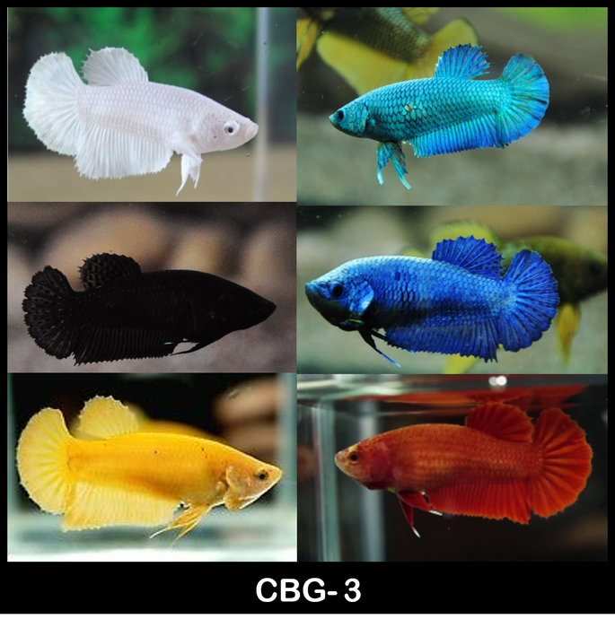 Live Freshwater Betta Female Mixed Solid Color Plakat Buy 4 Get 1 Free $60, 1/$15 (CBG-003)