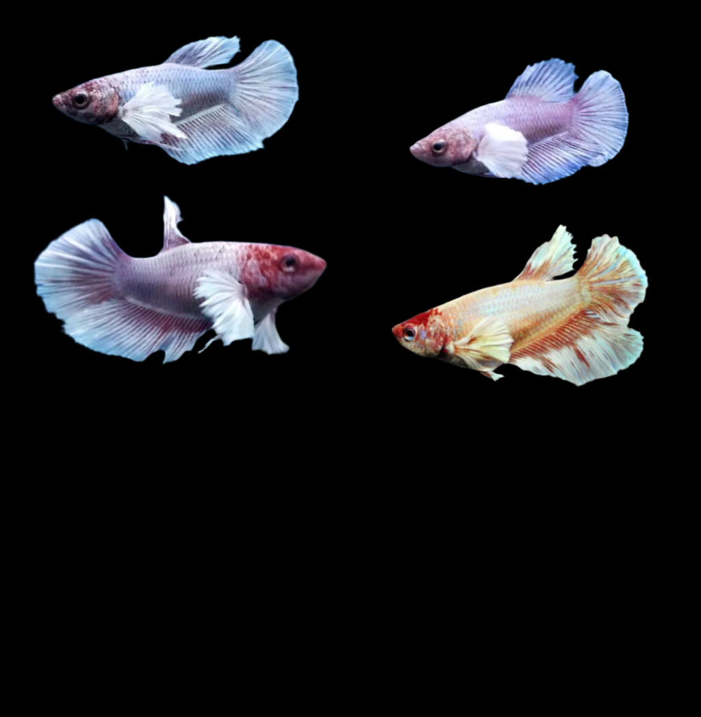 Female Betta Sorority Groups COAST GEM USA — Coast Gem USA