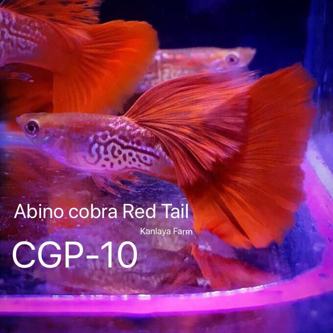 (CGP-10)Albino Cobra Red Tail Guppy