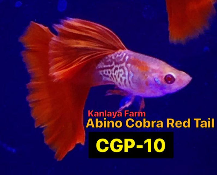 (CGP-10)Albino Cobra Red Tail Guppy P-45