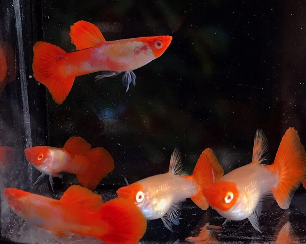 Show Grade Fancy Guppy Fish For Sale | Coast Gem USA