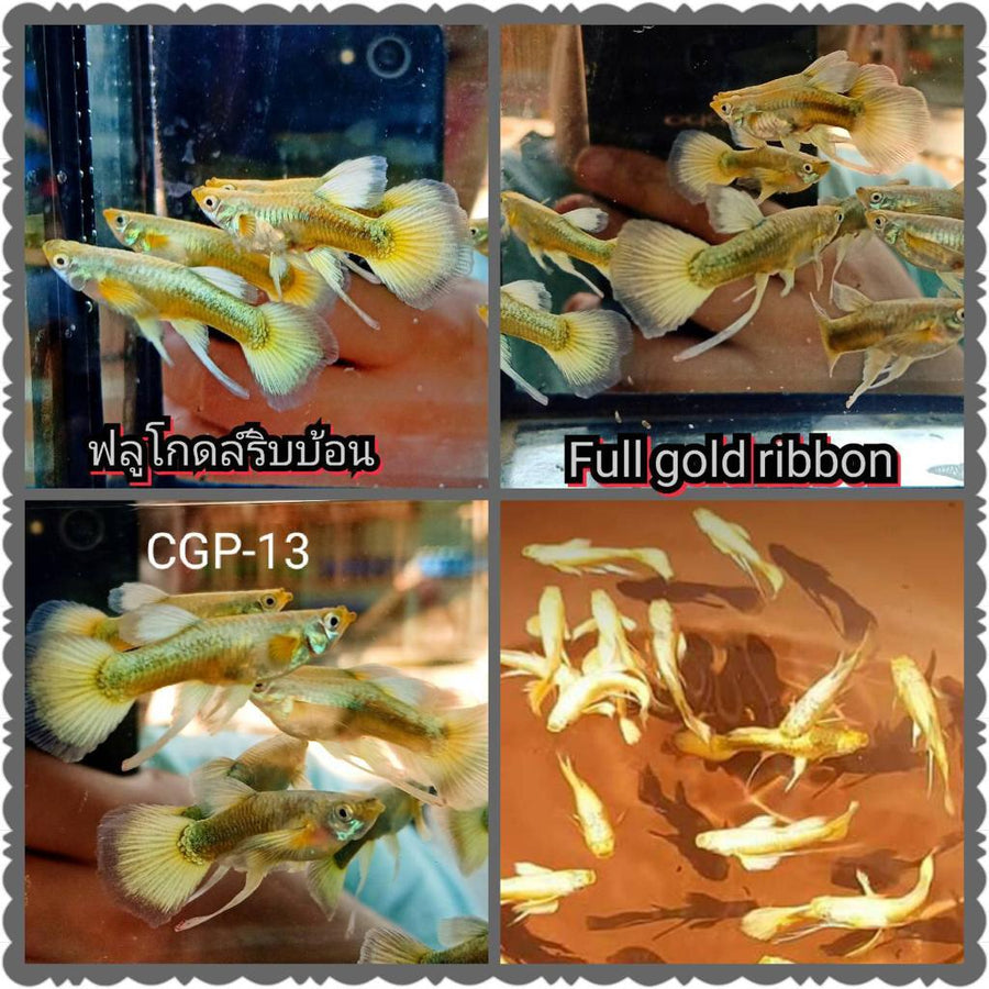 (CGP-13)Full Gold Ribbon Guppy