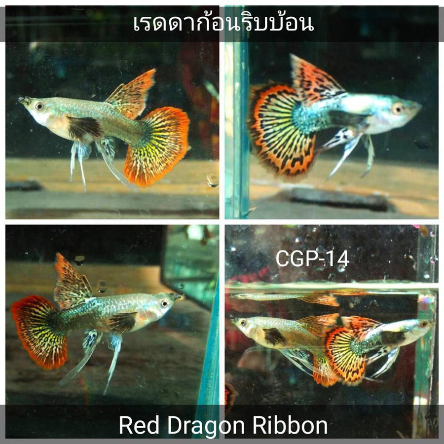 (CGP-14)Red Dragon Ribbon Guppy