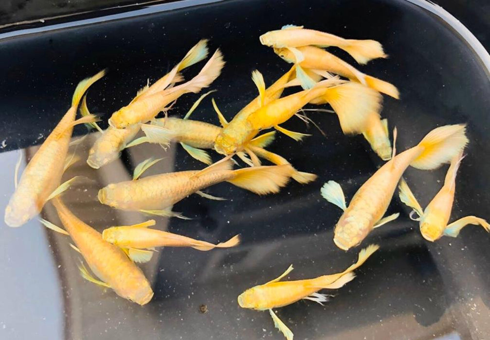 (CGP-016) Live Fancy Guppy Fish Premium Quality Full Gold XL Size R5B5M R5B6F