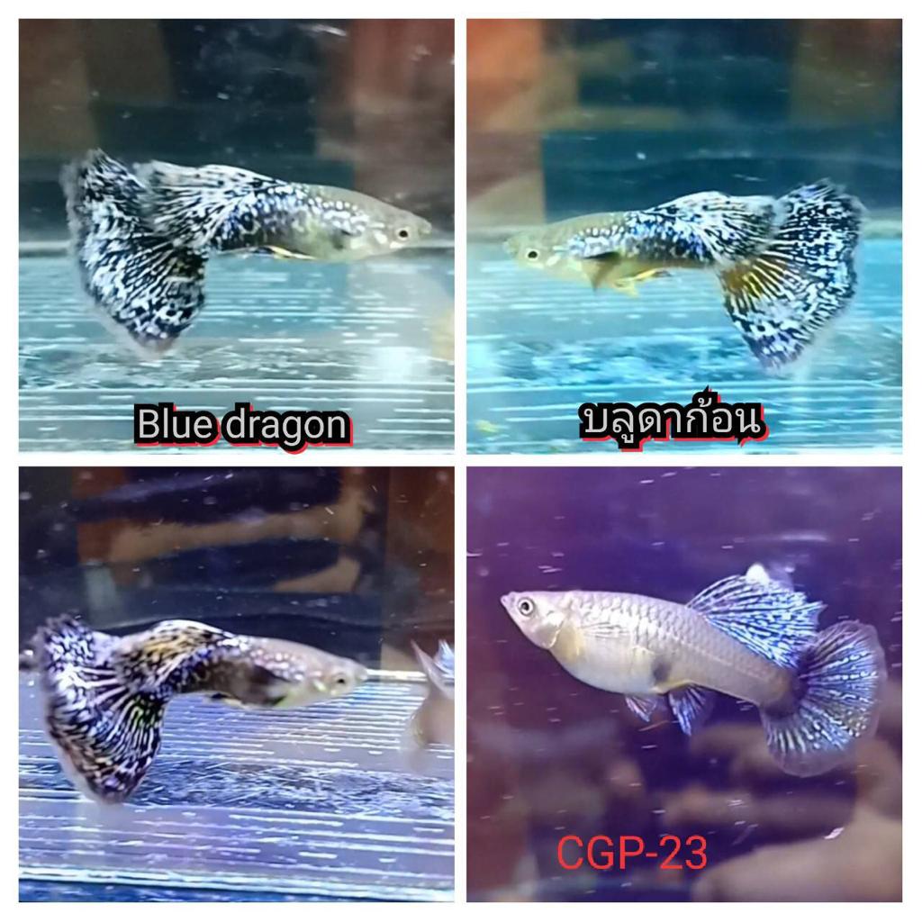 (CGP-23)Blue Dragon Guppy