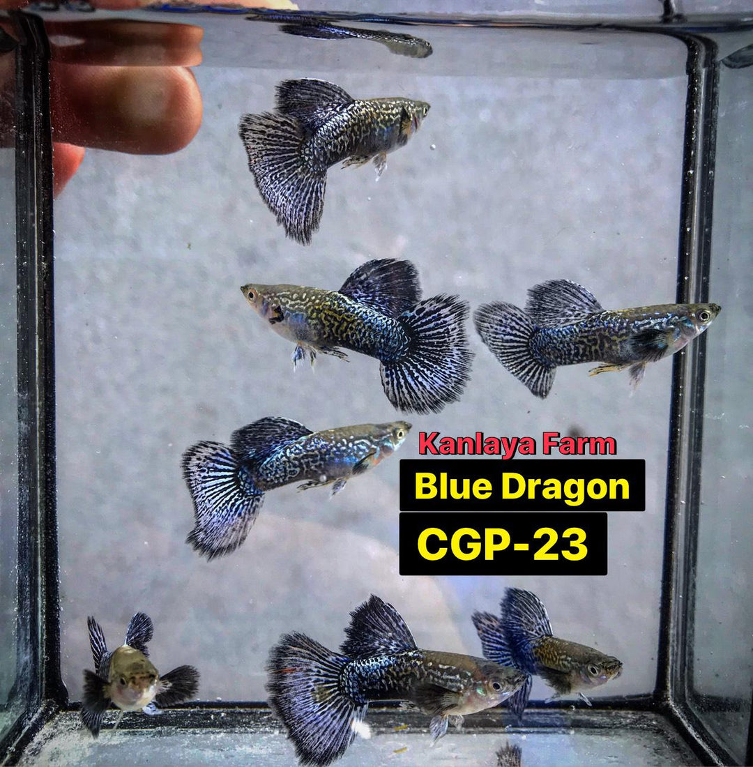 (CGP-23)Blue Dragon Guppy