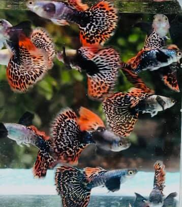 (CGP-026) Live Fancy Guppy Fish Premium Quality Red Mosaic Jumbo Dumbo Ear XL Size R5C7M R5C8F