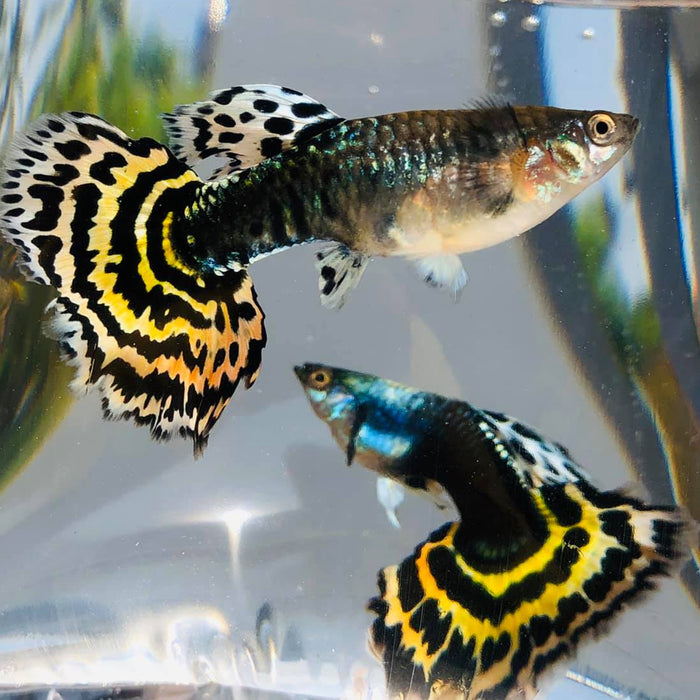 Live Fancy Guppy Fish Premium Quality Yellow Tiger Halfmoon Mosaic XL Size (CGP-035)