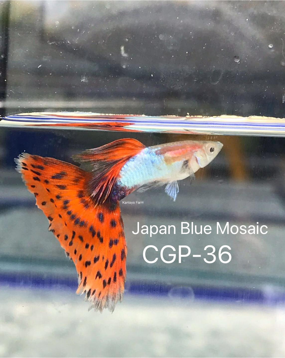 (CGP-36)Japan Blue Mosaic Guppy