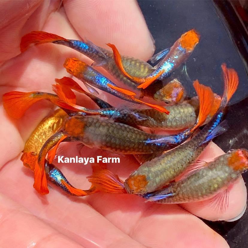 Cgp-37)T155, T062F Koi Tuxedo Guppy | Guppy | Coast Gem Usa