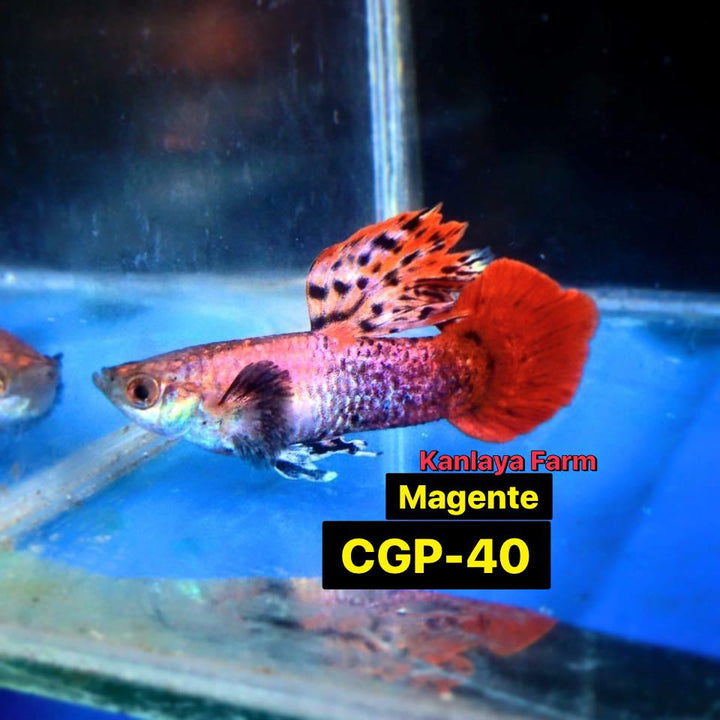 (CGP-40)Magenta Guppy