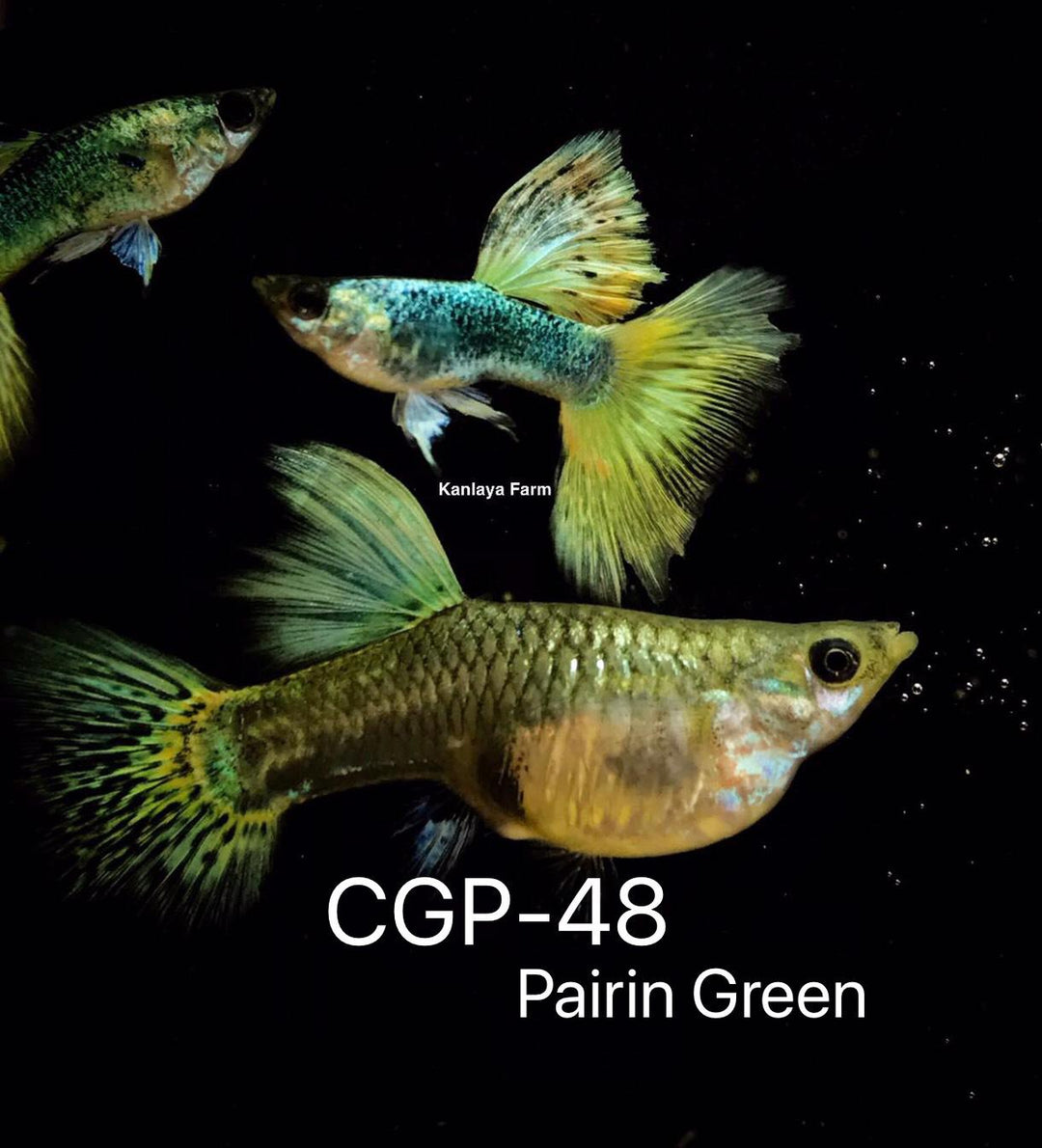 (CGP-48) Pairin Green Guppy