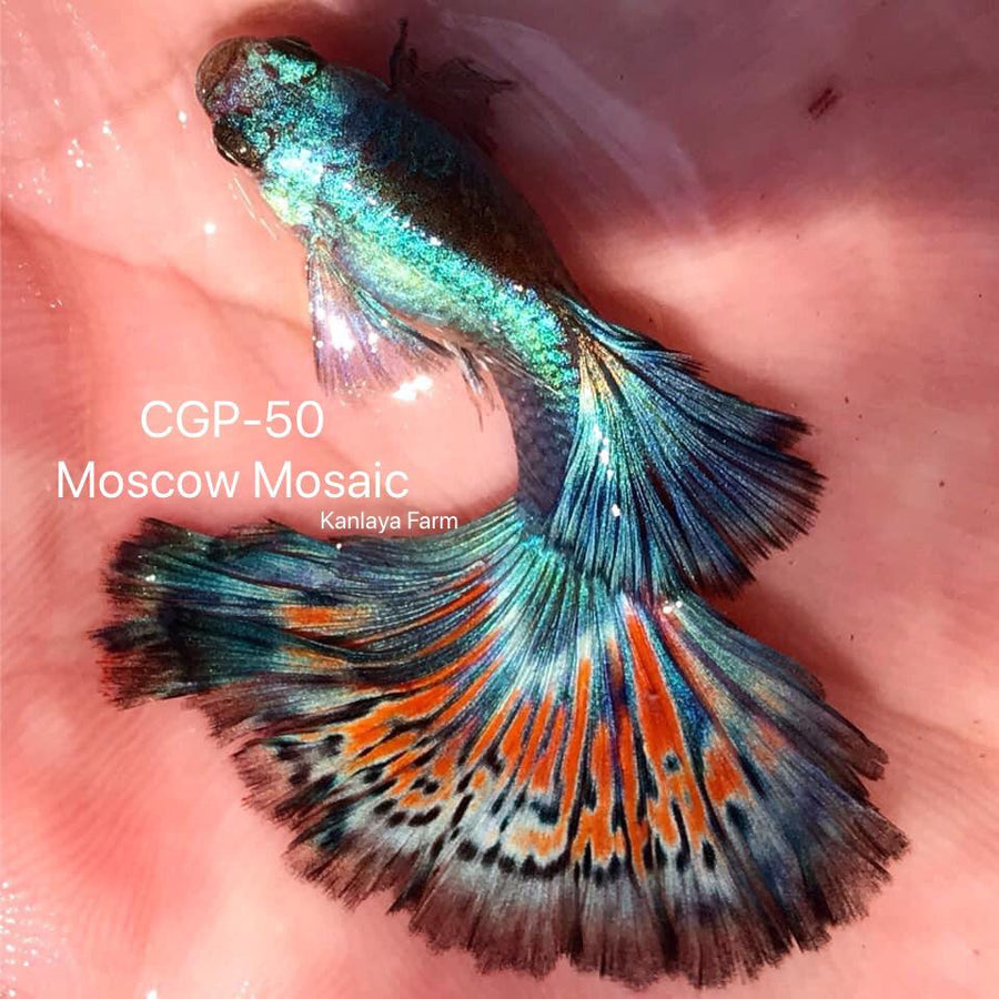 (CGP-50K)Moscow Mosaic Guppy