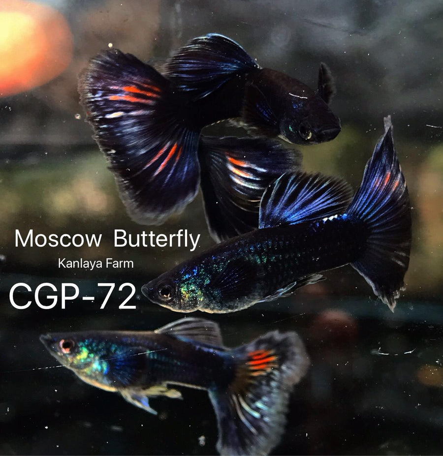 (CGP-54K)Moscow Butterfly Guppy