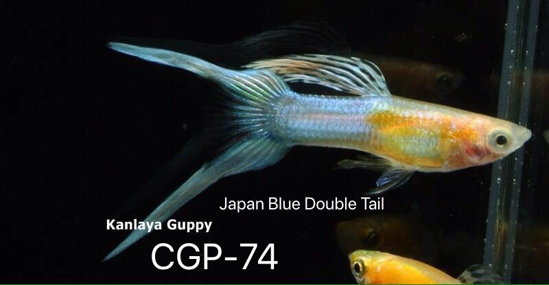 (CGP-56K)Japan Blue Double Tail Guppy
