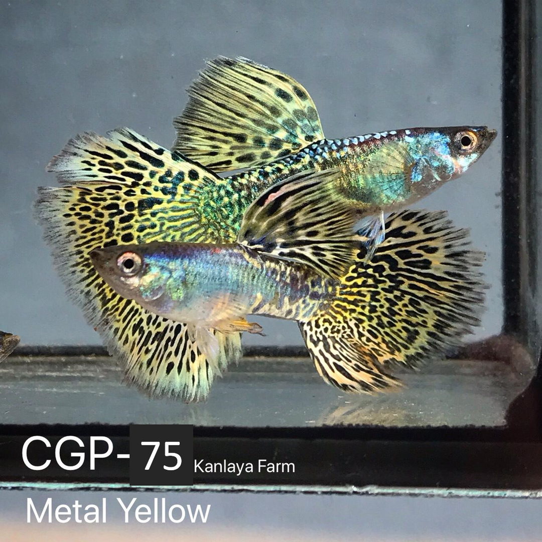 (CGP-75) Metal Yellow Guppy