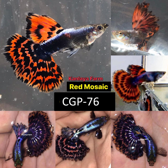 (CGP-76)T142, T069F Red Tiger Mosaic XL Breed Guppy