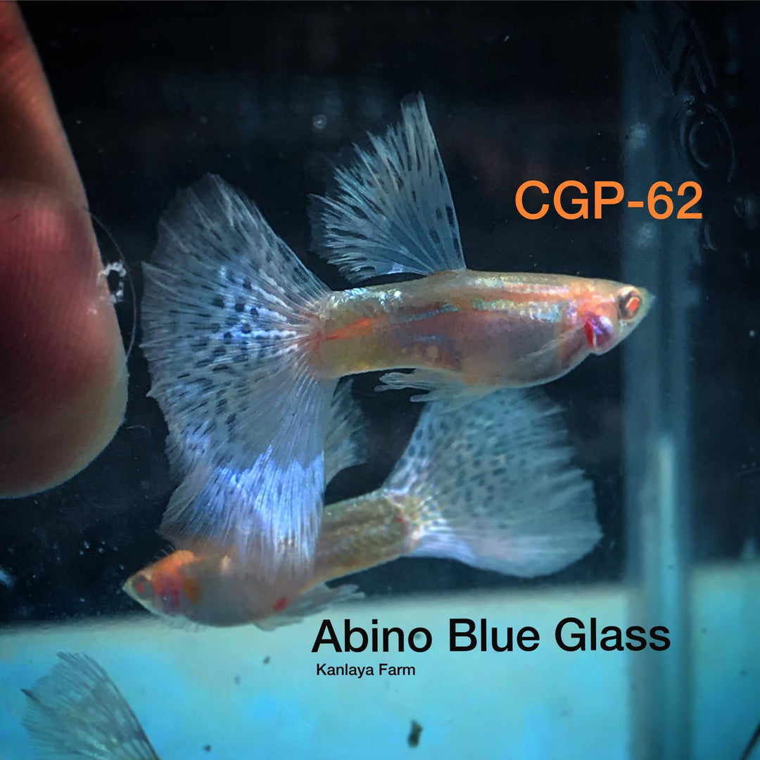 (CGP-83)Albino Blue Grass Guppy