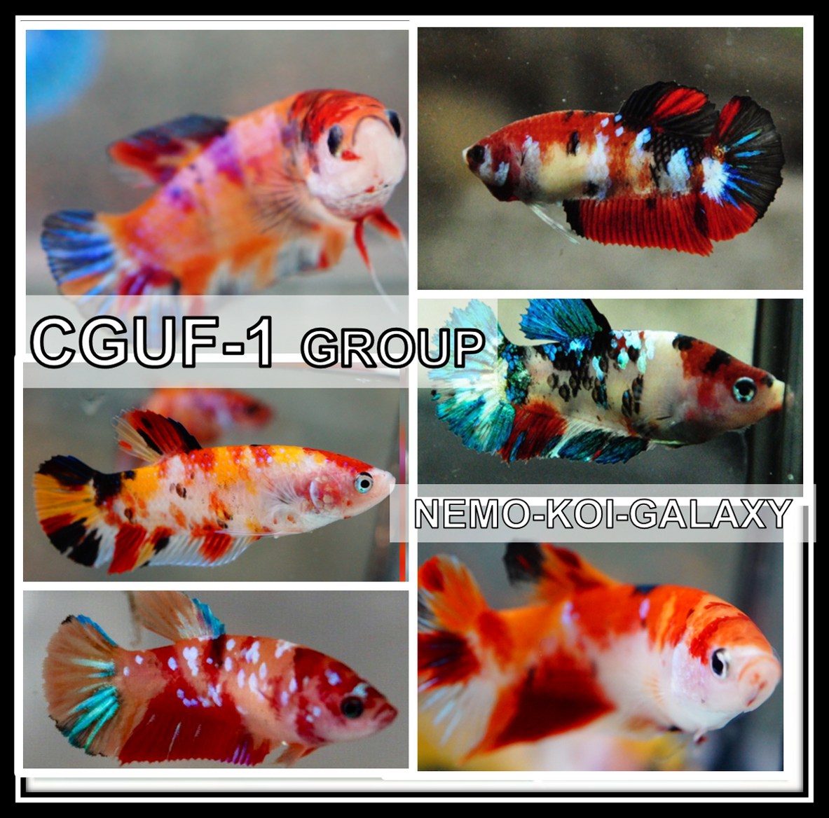 Live Betta Fish | Siamese Fighting Fish | Betta Fish For Sale — Coast ...