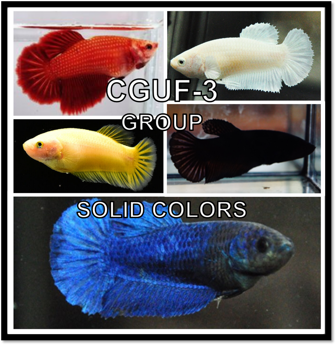 (CBG-003) T175 Mixed solid colors Plakat Female Betta Buy 4 Get 1 Free $60,  Buy 1 for $15 #175