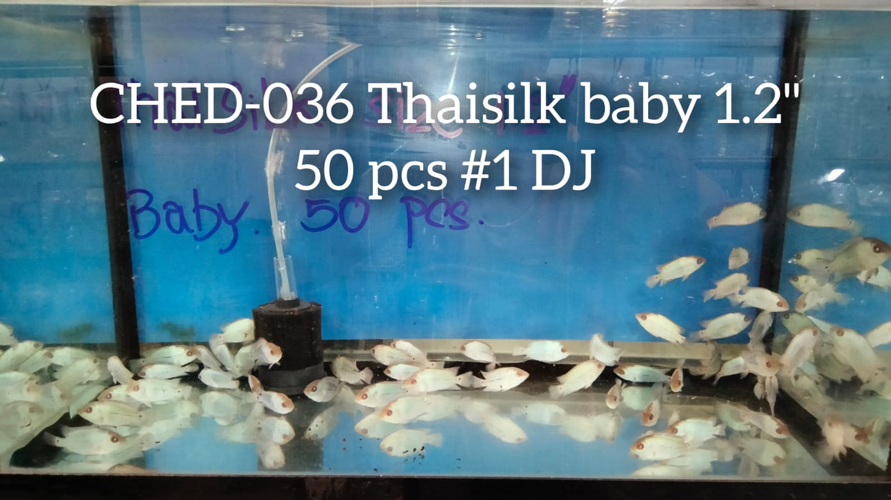 (Trop-256) U033  Juvenile Baby Thai Silk Flowerhorn 2''