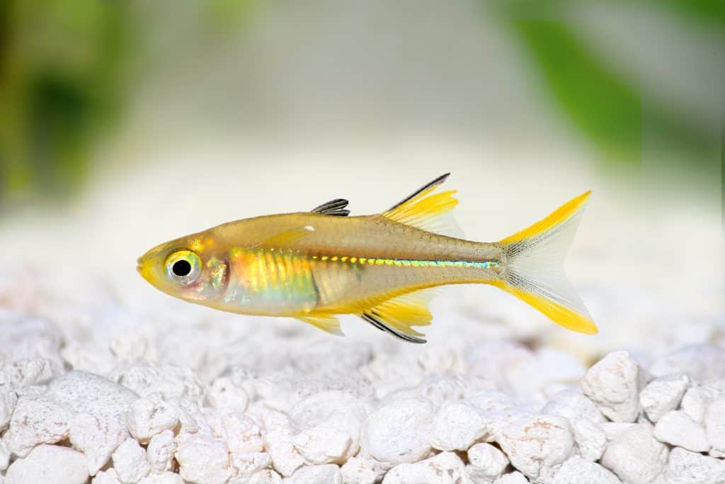 (TROP-264) U036 Celebes Rainbowfish (Marosatherina ladigesi) - 3 PACK FISH