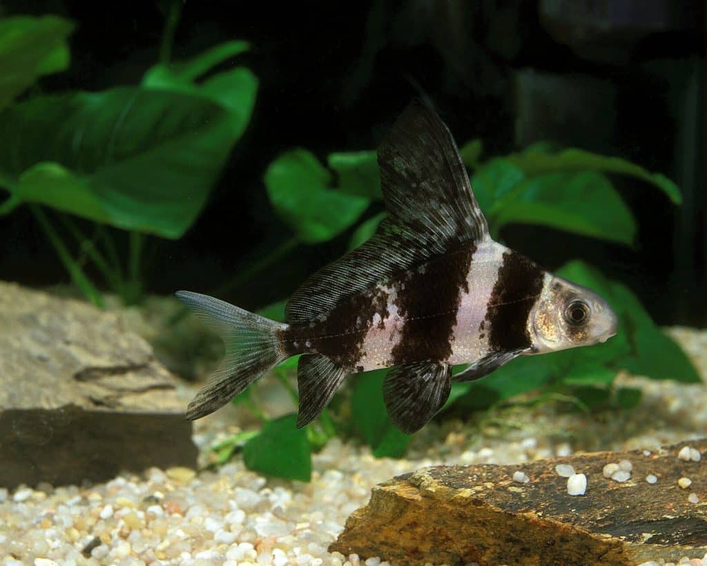 Live Pond Fish Hi Fin Banded Loach 4.00 inch — Coast Gem USA