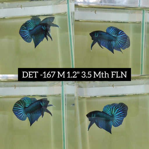 Betta Male High Grade Mahachai Blue (DET-167) What you see is what you get!