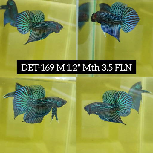 Betta Male High Grade Mahachai Green (DET-169) What you see is what you get!